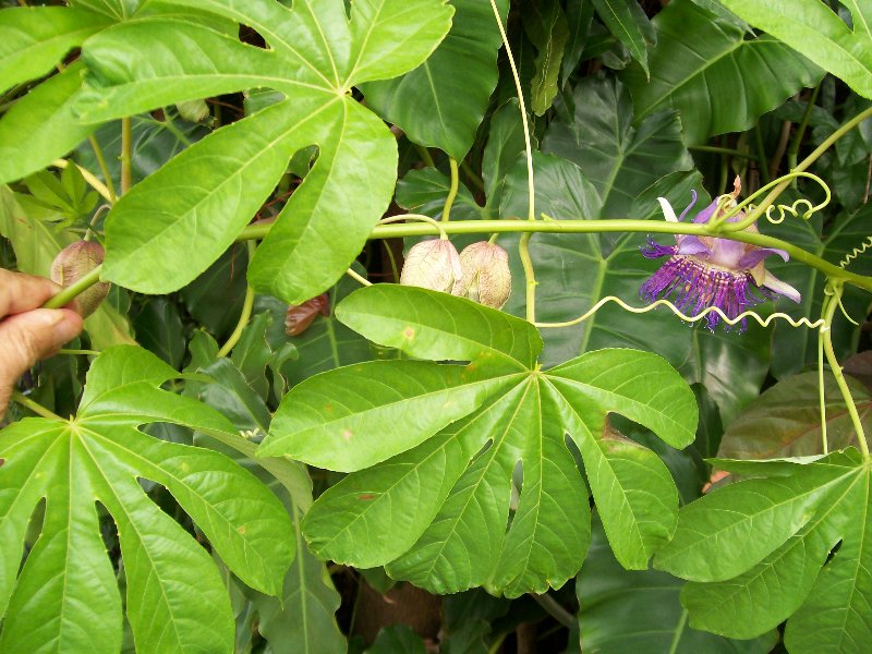 Passiflora serrato